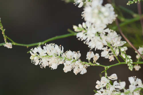 Polygonella americana #7